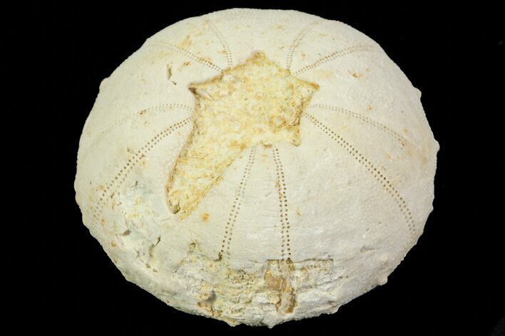 Heterodiadema Fossil Echinoid (Sea Urchin) - Morocco #69819